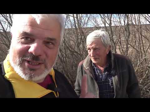 Видео: Зарибяваме яз. “Огняново“ с ЕДИН ТОН ШАРАНИ! Разкриваме тайните на редките чудски сиг и пелед...
