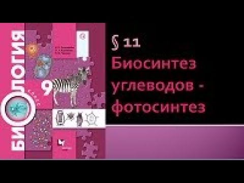 Видео: Биология 9 класс. Биосинтез углеводов - фотосинтез