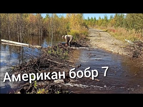 Видео: Разобрал плотину бобра