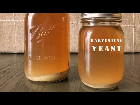 Видео: Как собрать дрожжи из домашнего пива