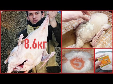 Видео: ЗАБОЙ ОГРОМНЫХ ГУСЕЙ! 7 ЛАЙФХАКОВ.