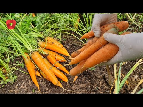 Видео: Посев моркови в ноябре для раннего и обильного урожая весной!