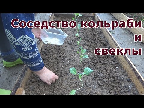 Видео: Отличное соседство капусты кольраби и свеклы  Высадка кольраби в грунт и посев свеклы по краю грядки