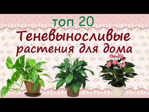 Видео: Теневыносливые растения для дома//ТОП 20