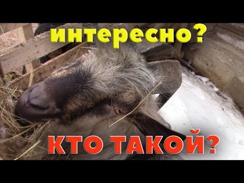 Видео: Про нового козла. Что за генетика? Зачем?