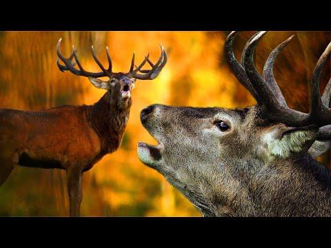 Видео: Олень благородный - поведение осенью | Film Studio Aves