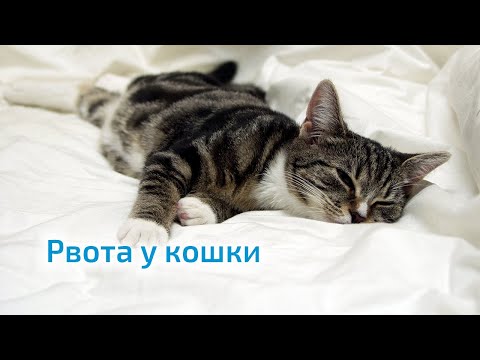 Видео: Рвота у кошки. Как помочь любимцу?