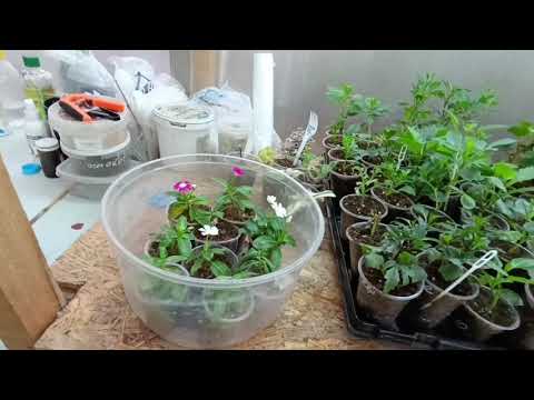 Видео: Небольшой обзор теплицы. 29 октября. 