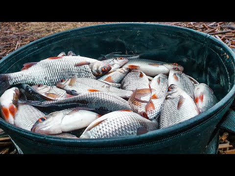 Видео: Это вам не Марьинская плотва. Открытие фидерного сезона 2020