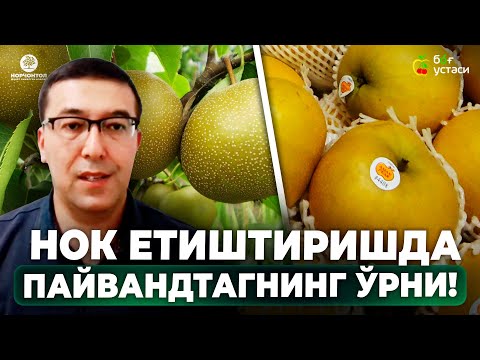 Видео: НОКНИНГ ЭНГ ЗЎР ПАЙВАНДТАГЛАРИНИ ТАНЛАЙМИЗ! |ШУҲРАТ АБРОРОВ #shuhratabrorov #nok #podvoy #payvandtag