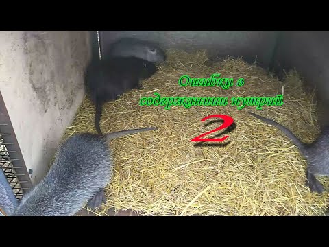 Видео: ОШИБКИ В СОДЕРЖАНИИ НУТРИЙ. Часть 2.