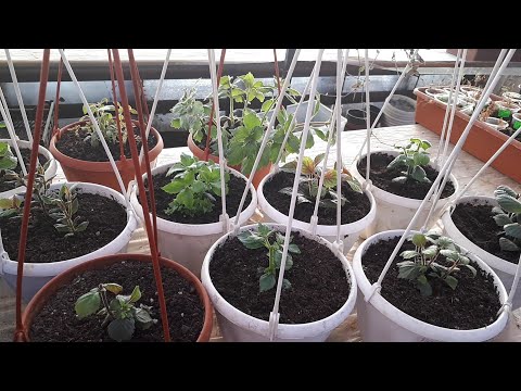 Видео: АХИМЕНЕСЫ. Обрезка для пышного цветения.