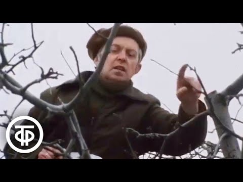 Видео: Обрезка деревьев весной. Наш сад (1985)