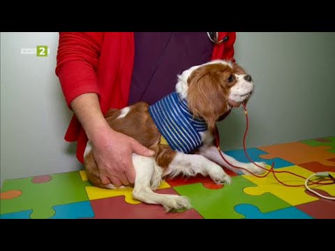 Видео: Има ли място физиотерапията във ветеринарната медицина? Време за губене - 17.02.2024