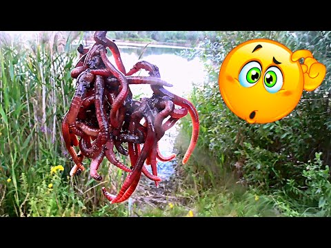 Видео: Как Караси реагируют на ПУЧОК ЧЕРВЕЙ?! Подводная съемка