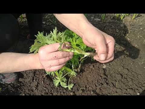 Видео: КАК РАЗМНОЖИТЬ ДЕЛЬФИНИУМ БЫСТРО И ПРОСТО ?!