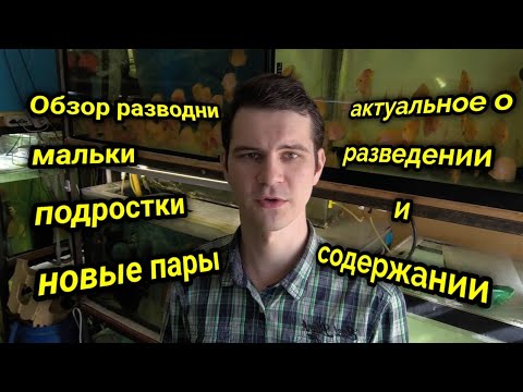Видео: Обзор разведения и содержания Дискусов
