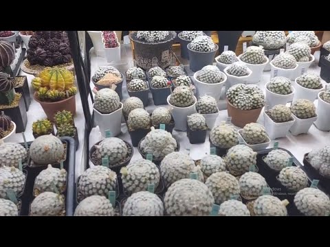 Видео: Ярмарка Cactus BaanBaan Fair, весна 2024