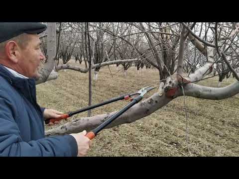 Видео: Даракты туура бутаганды билесизби? Баткен шаары