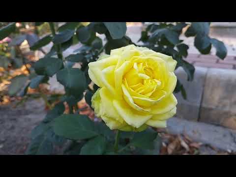 Видео: Я ОБЕЩАЮ СДЕЛАТЬ ТВОЮ ЖИЗНЬ ЛУЧШЕ❤️ #trevel #flowers #музыка 