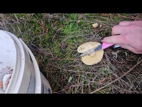 Видео: Так рано я по грибы ещё не ходила 