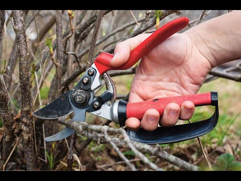 Видео: Обрізка смородини  восени