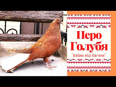 Видео: Перо у Голубей и его чистота .