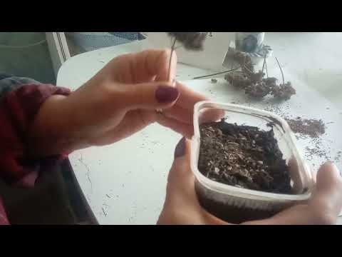 Видео: про семена вербены бонарской, просто или нет