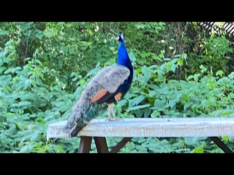 Видео: Фазенда , хозяйство у Романа и Елены .