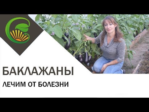 Видео: Баклажаны. Лечим от болезни