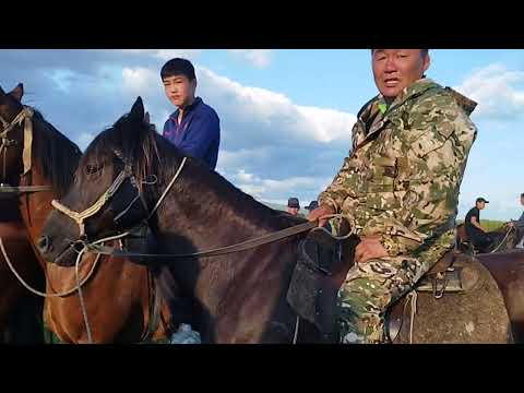 Видео: конные скачки на " Хойморто наадан-2024"