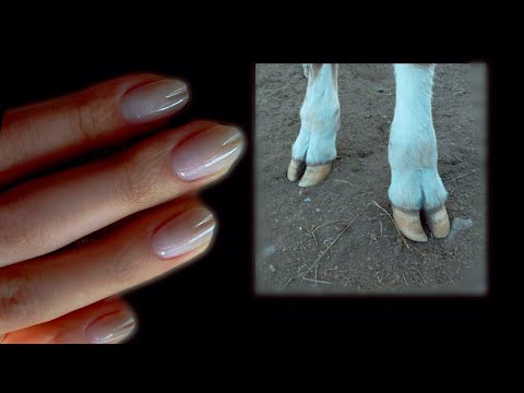 Видео: КОПЫТА. Пробую делать новую форму 🎠