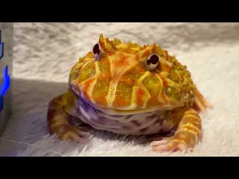 Видео: Моя первая домашняя лягушка - Рогатка Мандарин