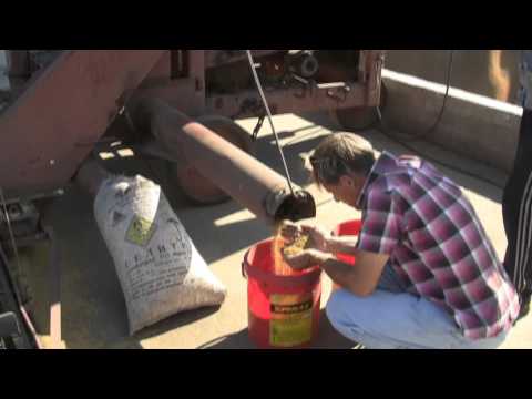 Видео: Работа очистителя вороха ОВС 25 в фермерском хозяйстве Урожайное