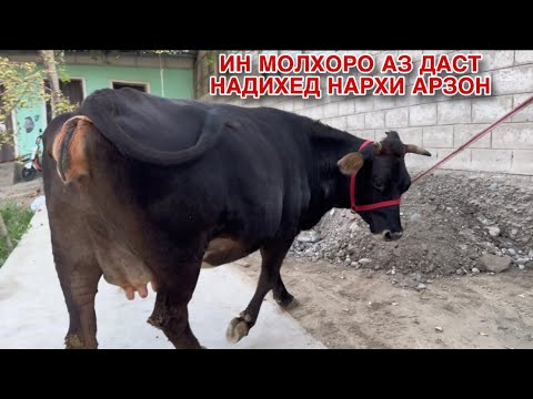 Видео: Ин МОЛРО АЗ ДАСТ НАДИХЕД НАРХИ АРЗОН 11 сентября 2025 г.