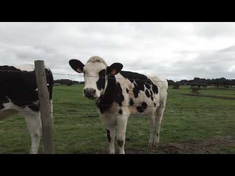Видео: Жизнь в Португальской деревне