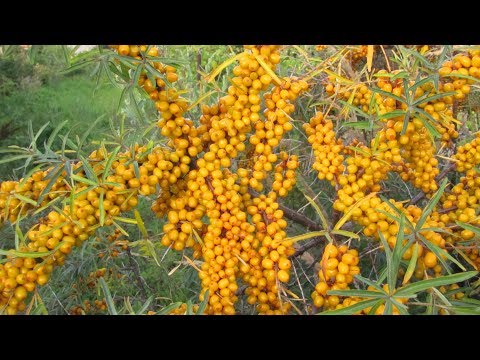 Видео: Золотая ягода облепиха. Как делать облепиховое масло