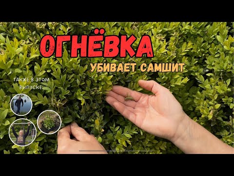 Видео: 148. САМШИТОВАЯ ОГНЕВКА ДОБРАЛАСЬ И ДО МЕНЯ! Показываю вредителя + способы борьбы
