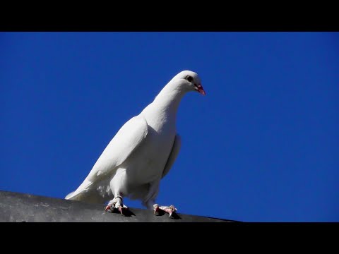 Видео: Чтоб не было потерь! Как приучать / Часть 2