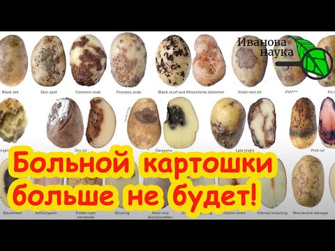 Видео: УВИДЕЛИ ЭТИ ПЯТНА НА КАРТОФЕЛЕ - надо лечить! Болезни картофеля в ЛПХ: профилактика и лечение.