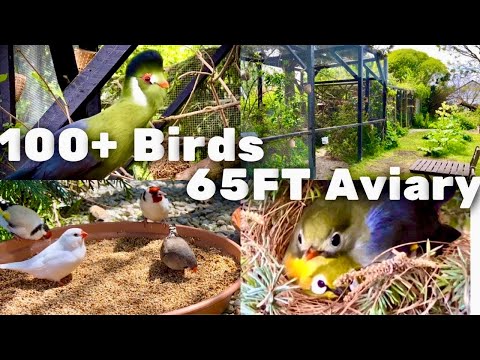 Видео: Вольер 20 м | Новости о разведении птиц | Мягкоклювые амадинки и зяблики | Сезон 2: Эпизод 9 | Зв...