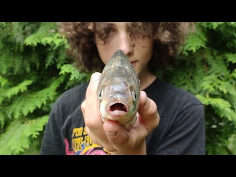 Видео: КАРАСЬ-КАБАН НА УДОЧКУ!! Рыбалка на поплавок