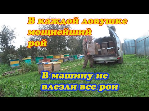 Видео: СНИМАЮ ЛОВУШКИ С РОЯМИ, ПОЧТИ В КАЖДОЙ РОЙ И ПОЛОН МЁДА  2 Часть