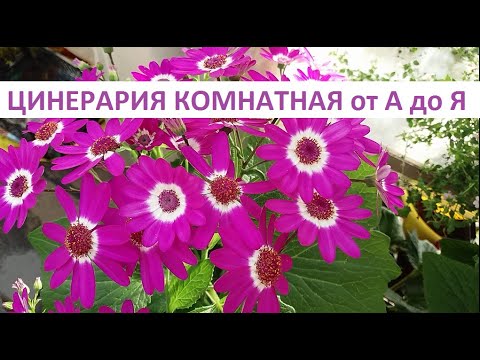 Видео: Цинерария комнатная от А до Я.