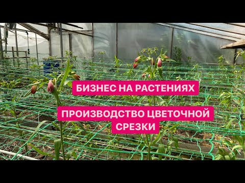 Видео: ПРОИЗВОДСТВО АЛЬСТРОМЕРИИ