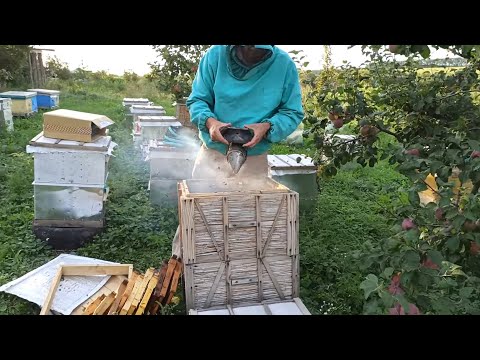 Видео: Сжатие пчел для закормка на зиму