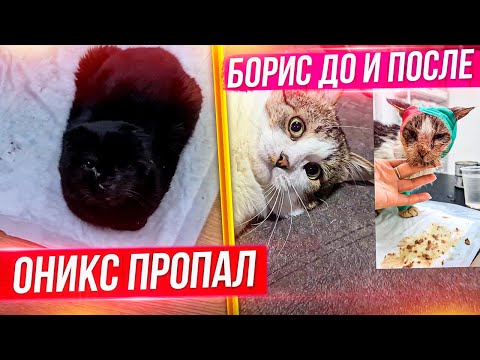 Видео: Оникс ПРОПАЛ. Кот Борис ДО и ПОСЛЕ. Пришли Лежанки для Леди и Бельчика. Приучаем Раду к наморднику.