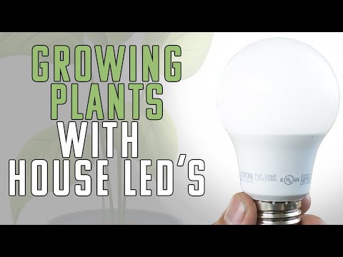 Видео: Можно ли использовать бытовые светодиодные лампы в качестве фитосветильников?