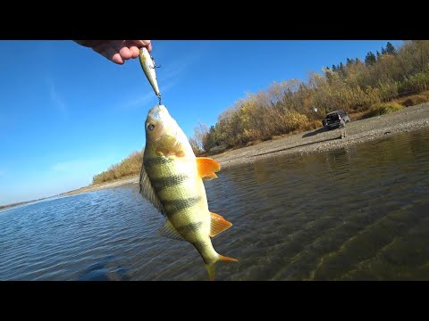 Видео: Суперклёв крупного окуня на Оби в начале октября