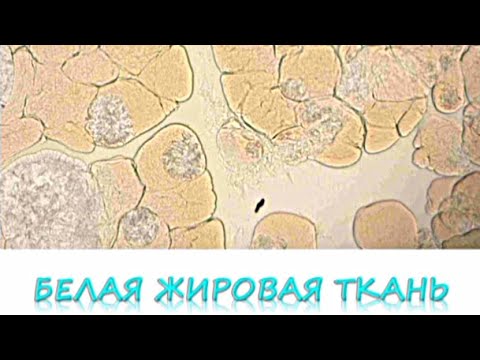 Видео: БЕЛАЯ ЖИРОВАЯ ТКАНЬ (гистопрепарат)